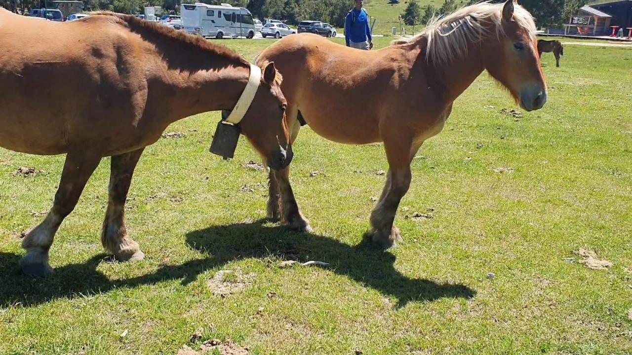 شقة Studio La Poule Au Pot Pieds Des Pistes Font Romeu Pyrenees 2000 Bolquere Pyrenees 2000 المظهر الخارجي الصورة